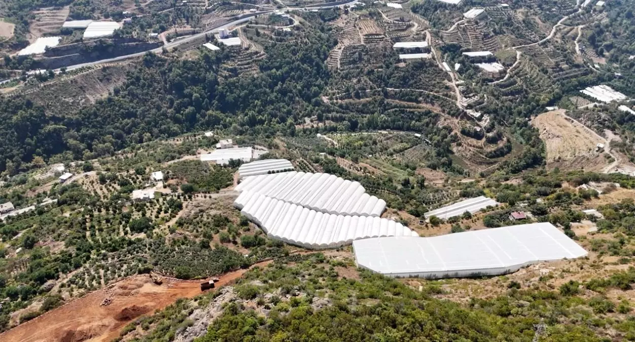 Alanya’da Tropikal Meyve Üretimi