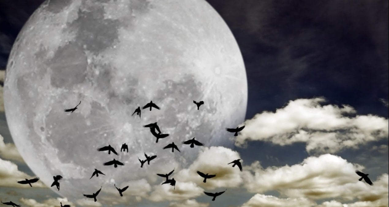 Yüzlerce tür yok olmak üzere: Terk etmeye başladılar