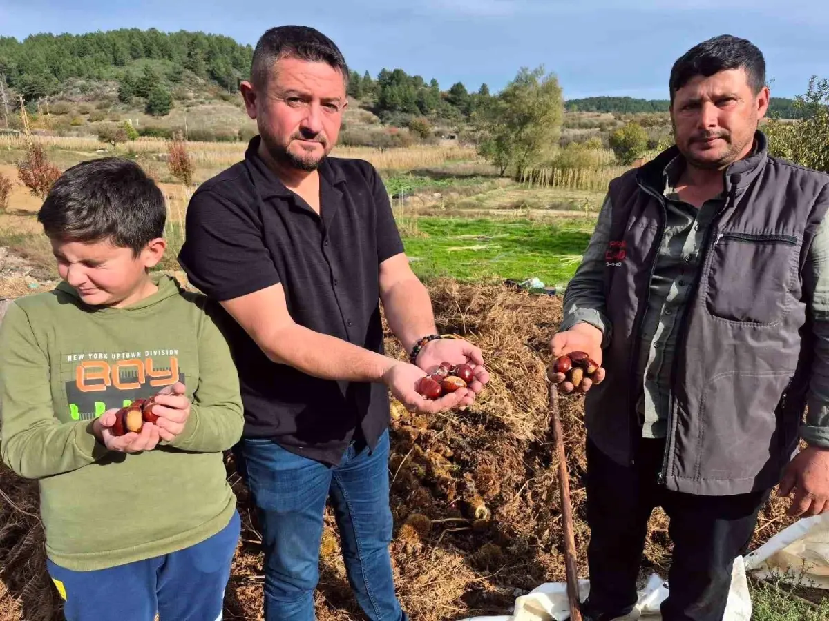 Buldan’da Kestane Hasadı Başladı