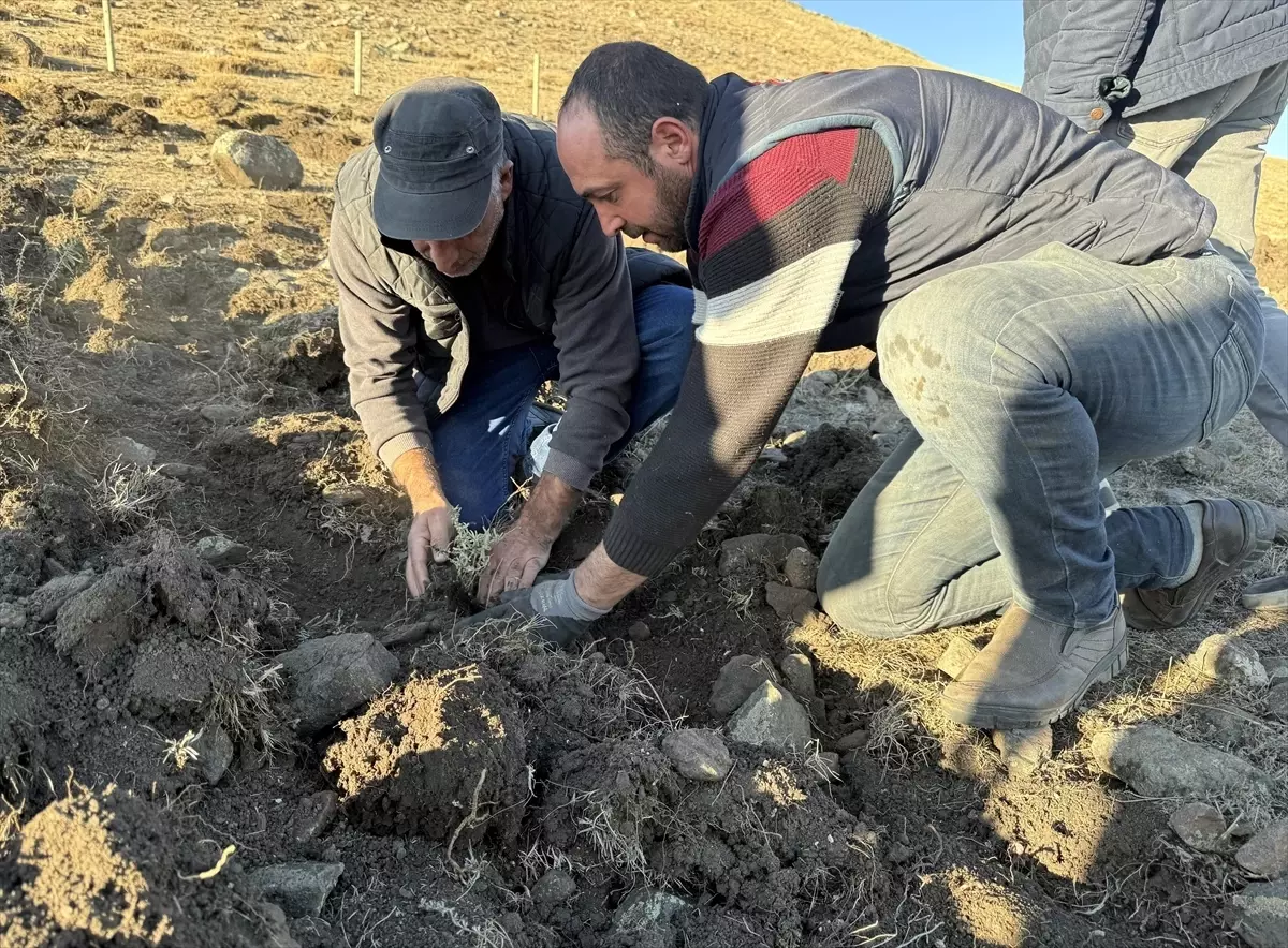 Ardahan’da Tuz Çalısı Ekimi ile Kuraklıkla Mücadele