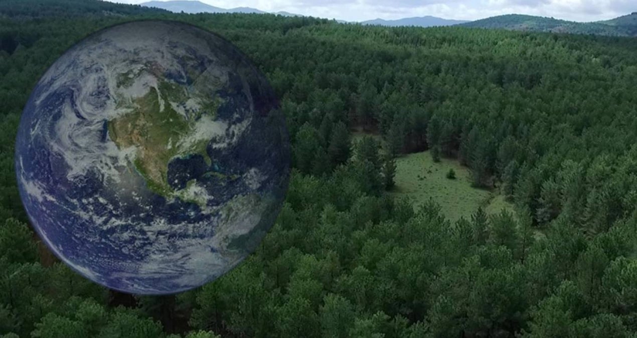 Dünyanın en yaşlı canlısı: Tam 191 yaşında