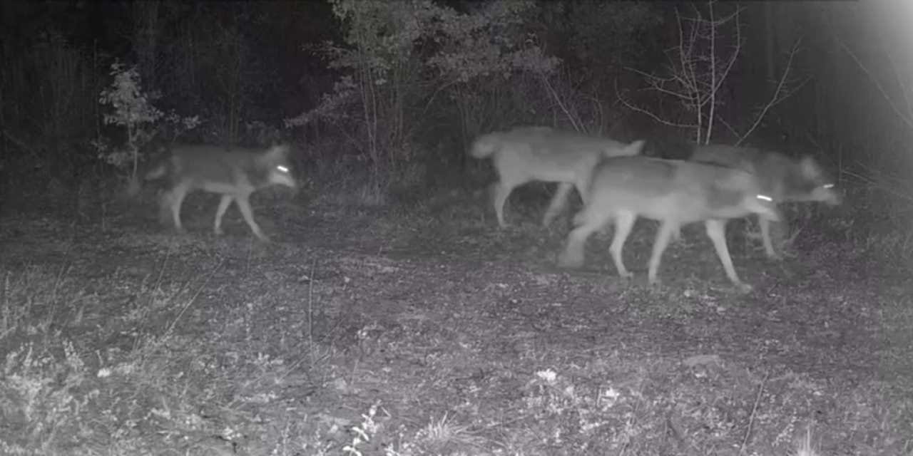 Karabük’te fotokapana kurt sürüsü ve yaban domuzu yansıdı