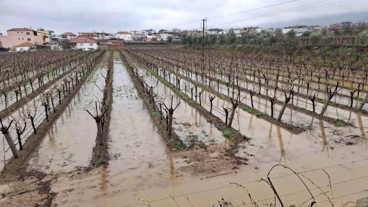 Sarıgöl’de Bereketli Yağışlar Üreticiyi Sevindirdi