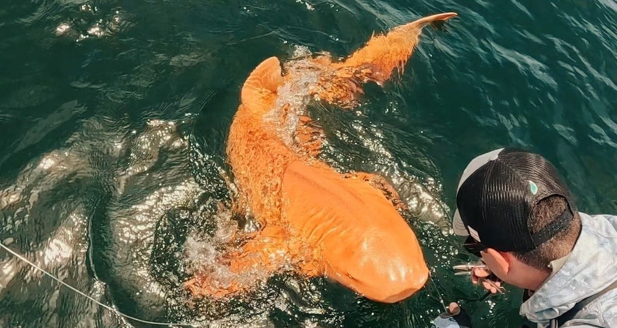 Turuncu köpekbalığı görüntülendi: Renginin neden böyle olduğu belli oldu